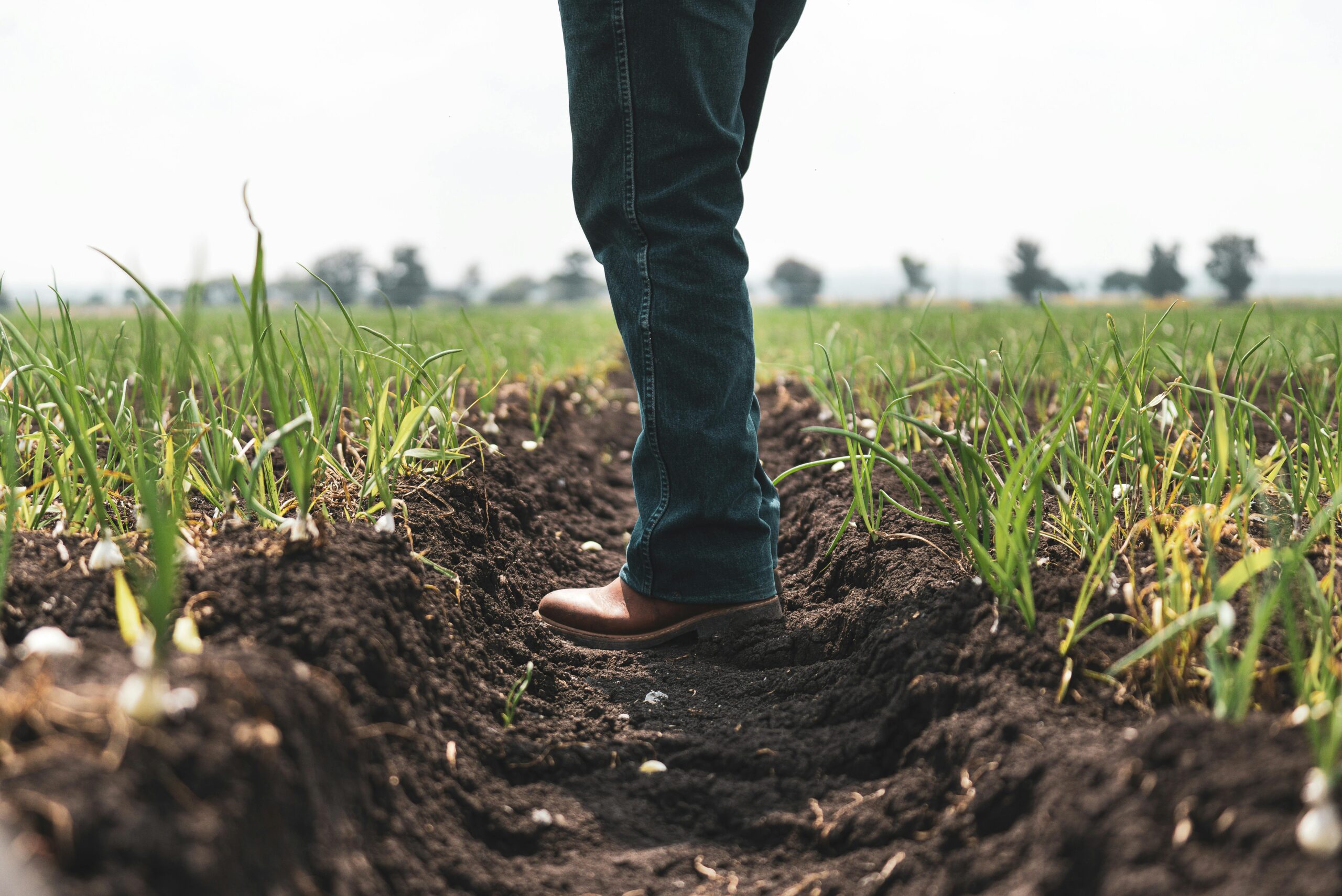 A person stands in a lush agricultural field during the day.